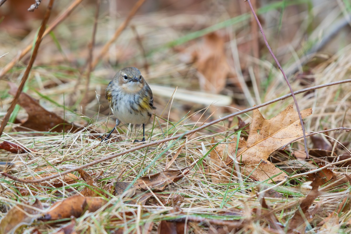 Yellow-rumped Warbler - ML646875069