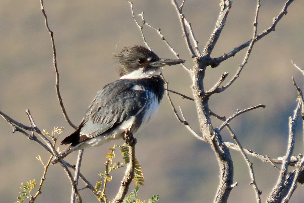 Belted Kingfisher - ML646875070