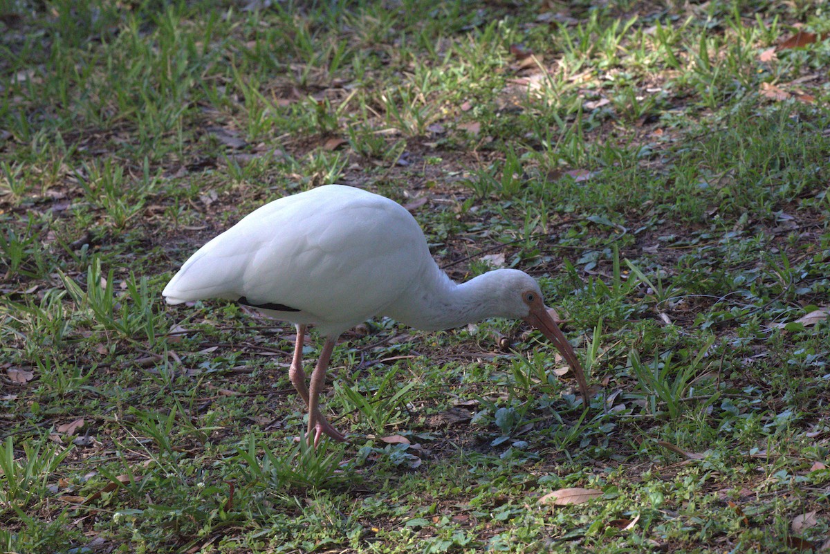 White Ibis - ML646875071