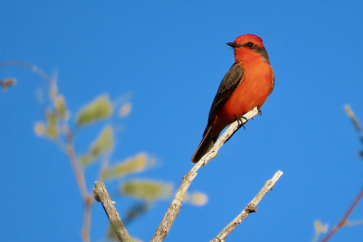Vermilion Flycatcher - ML646875073