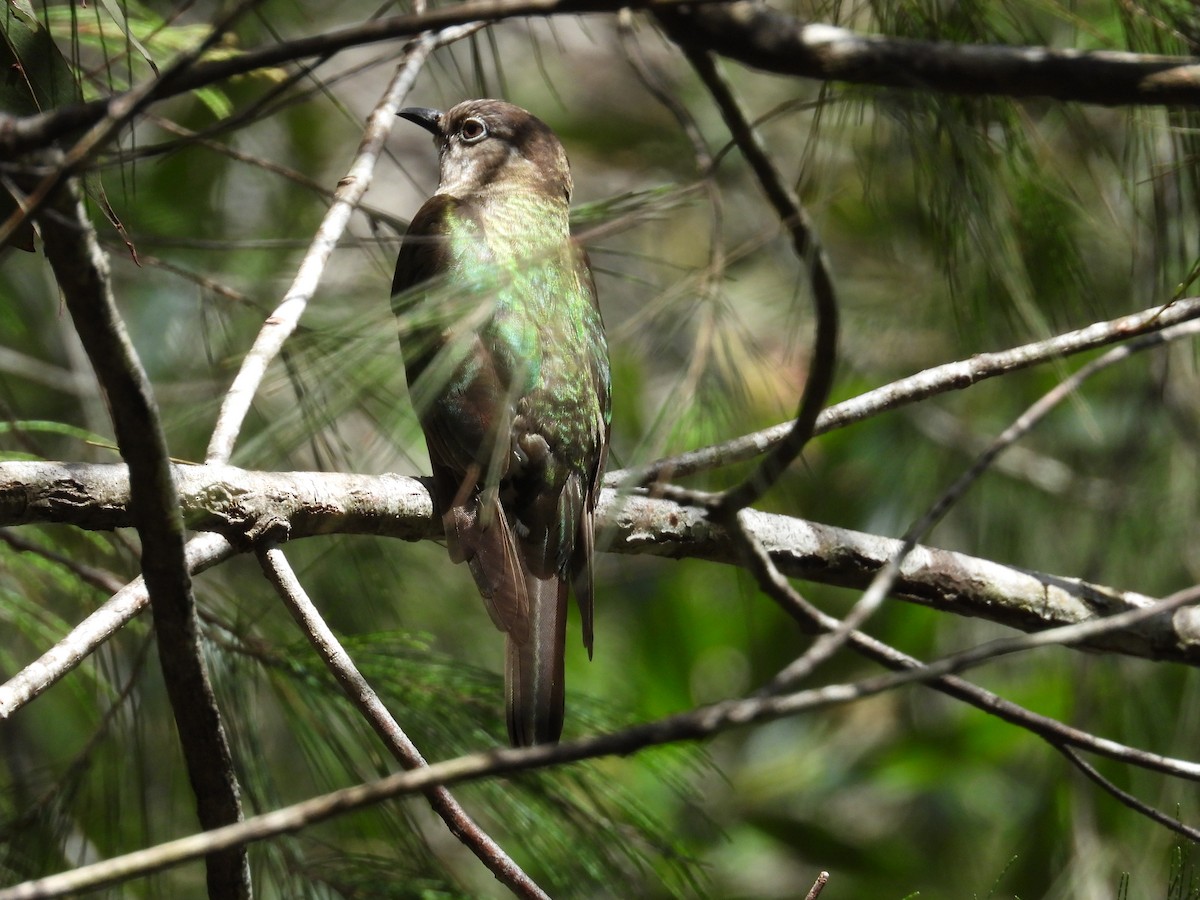 Shining Bronze-Cuckoo - ML646875075