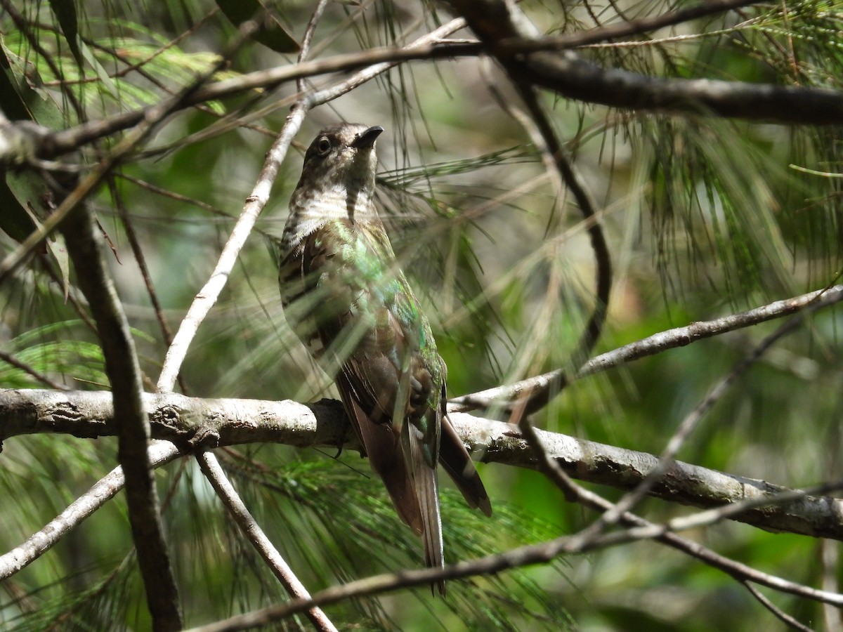 Shining Bronze-Cuckoo - ML646875076