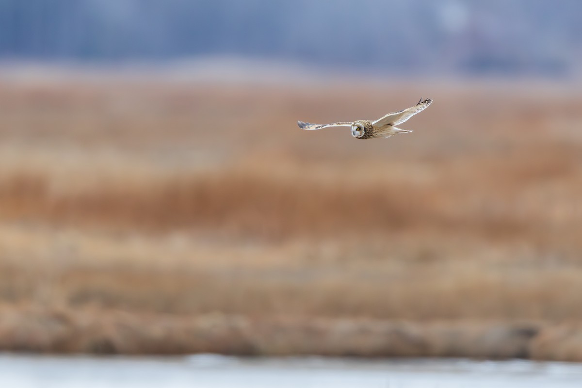 Short-eared Owl - ML646875078