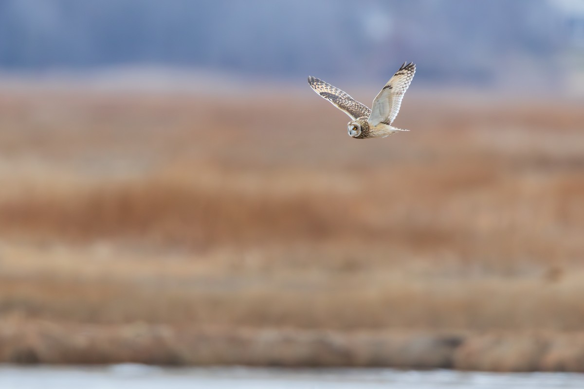 Short-eared Owl - ML646875079