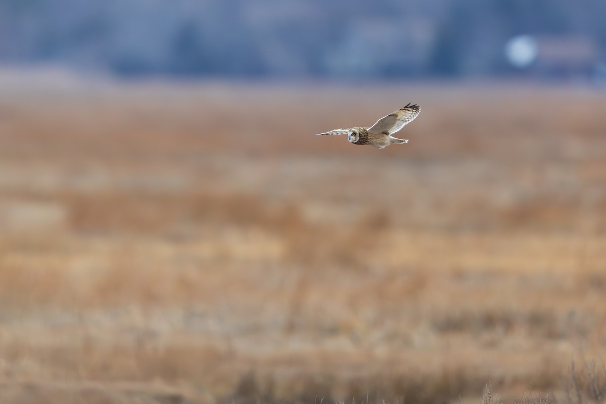 Short-eared Owl - ML646875080
