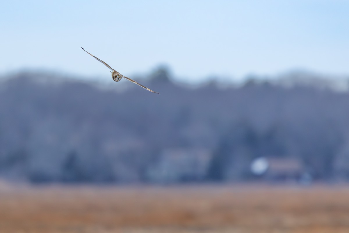 Short-eared Owl - ML646875081