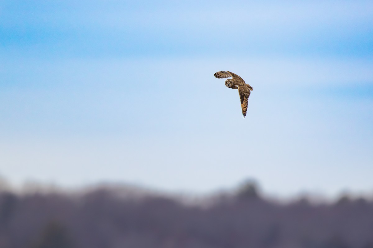 Short-eared Owl - ML646875082