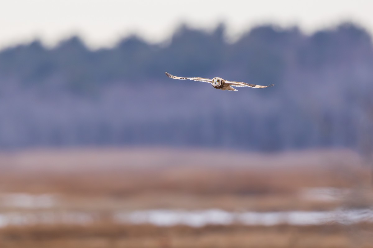 Short-eared Owl - ML646875084