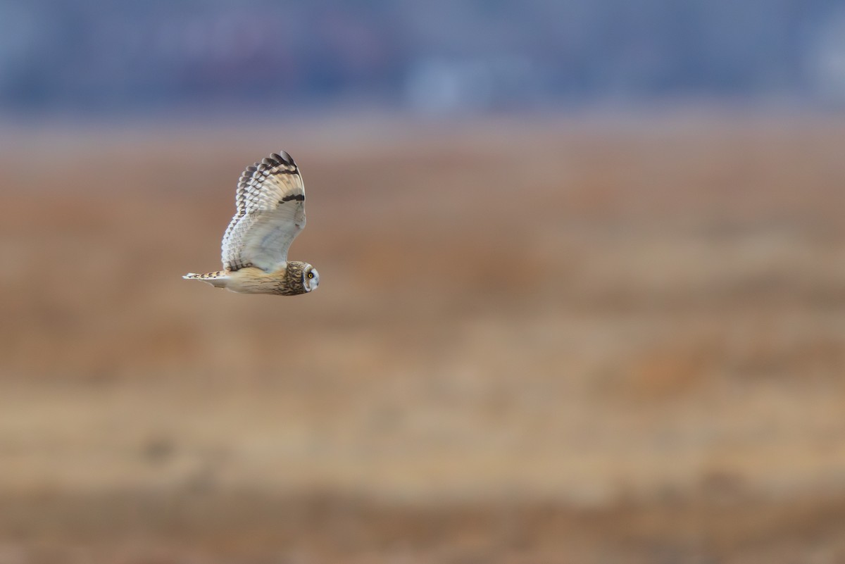Short-eared Owl - ML646875085