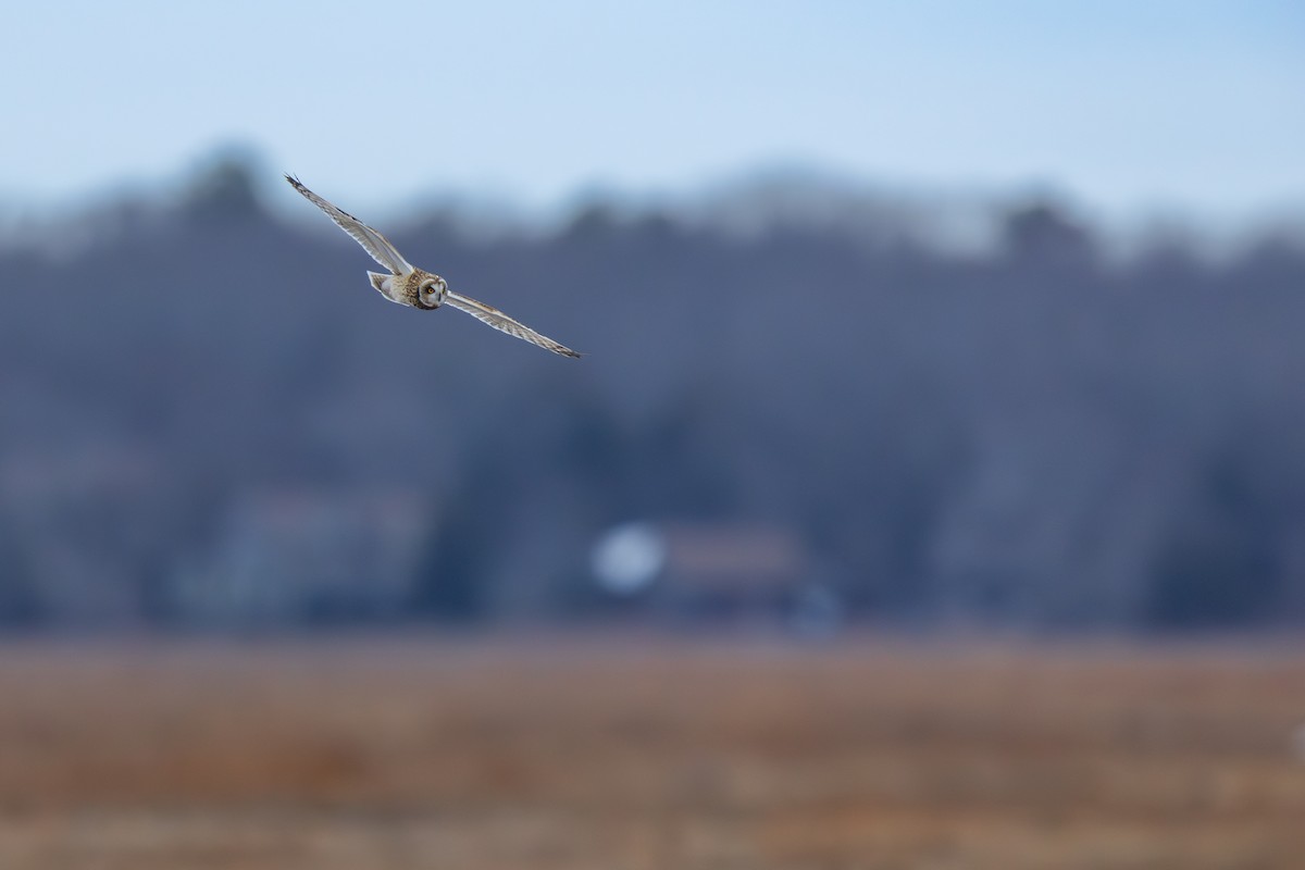 Short-eared Owl - ML646875087