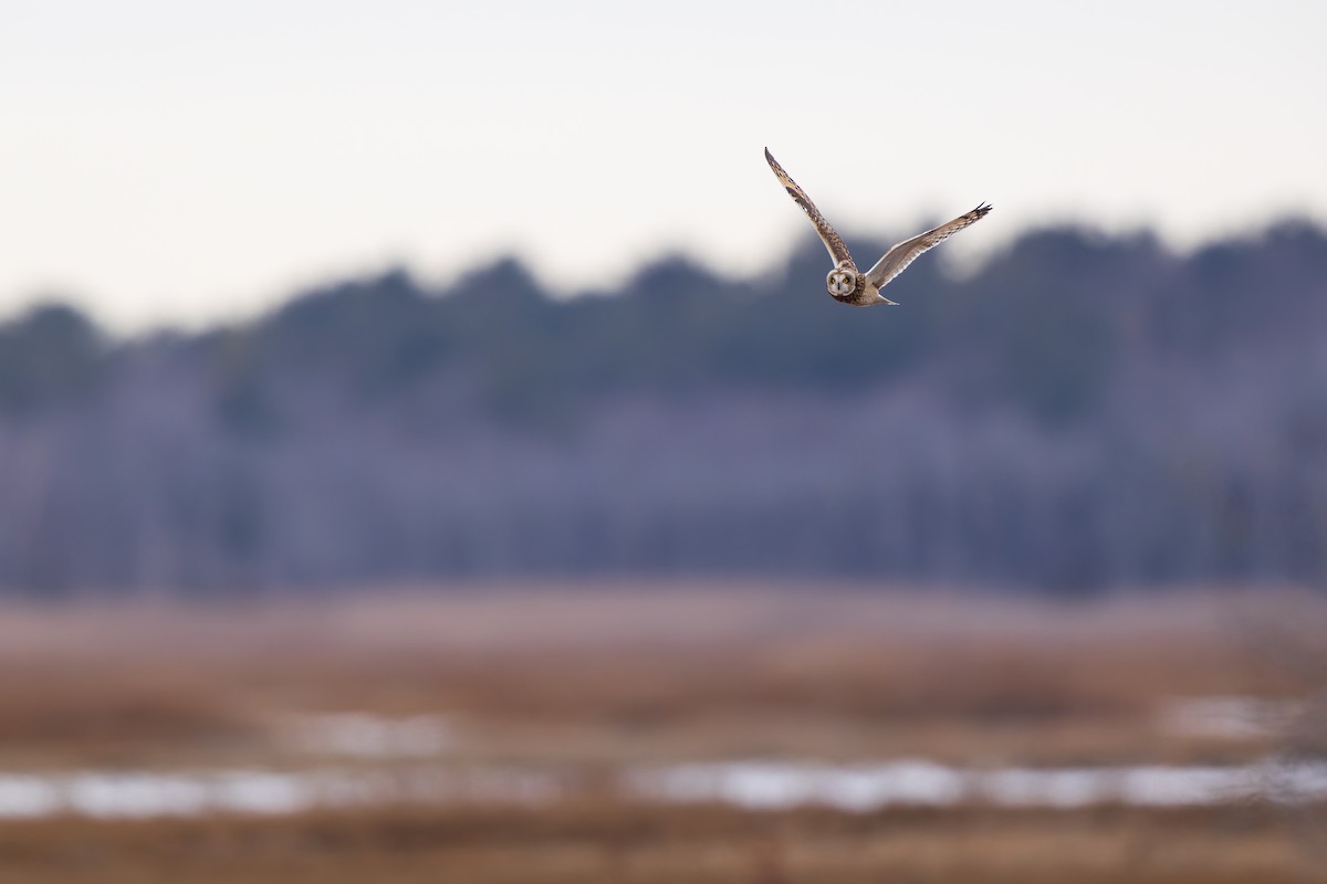 Short-eared Owl - ML646875088
