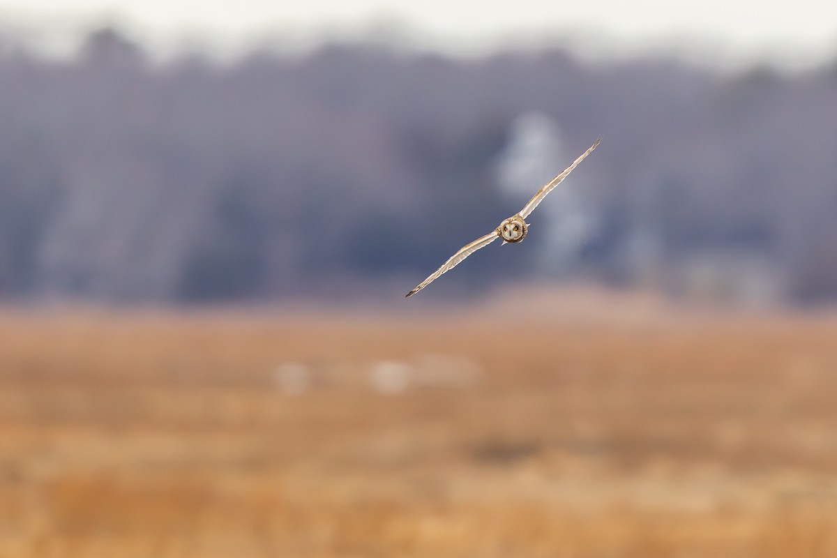 Short-eared Owl - ML646875089