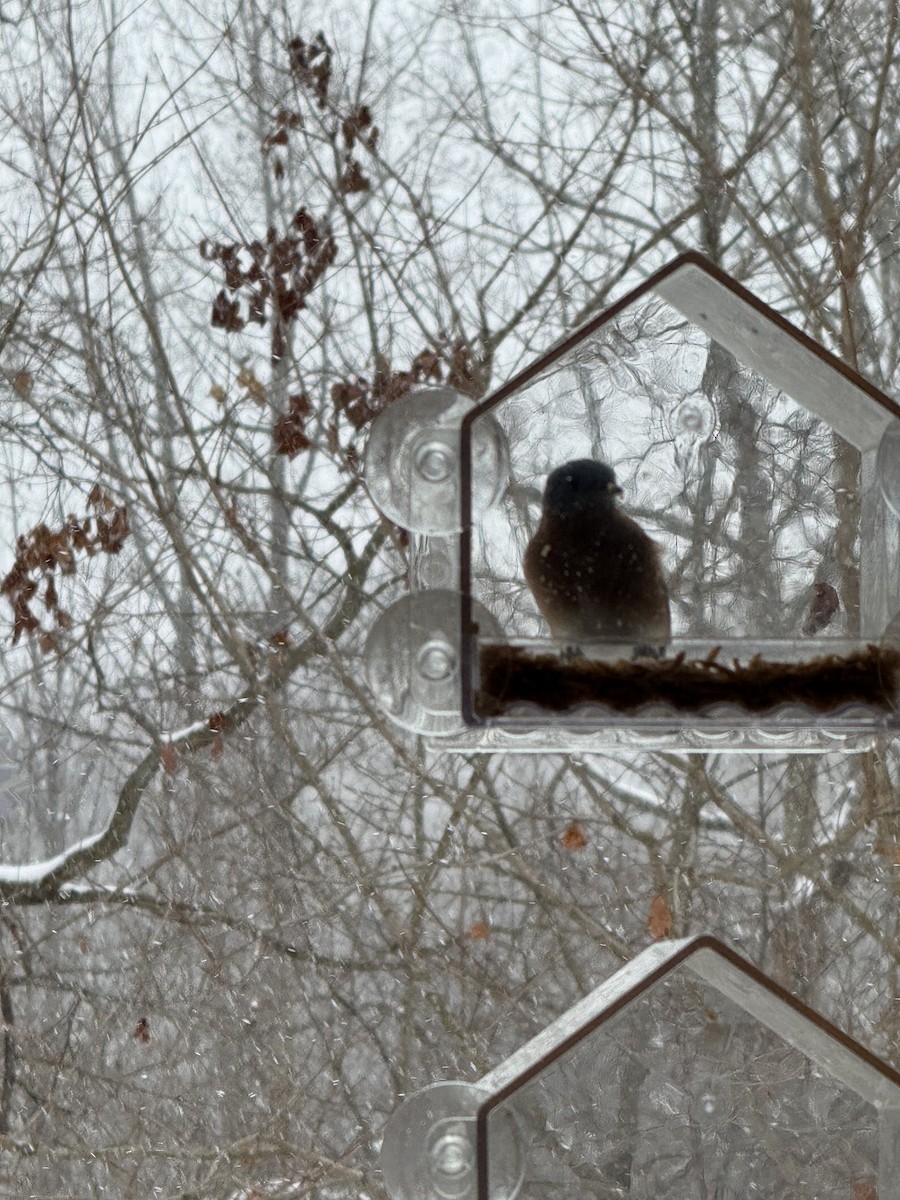 Eastern Bluebird - ML646875090