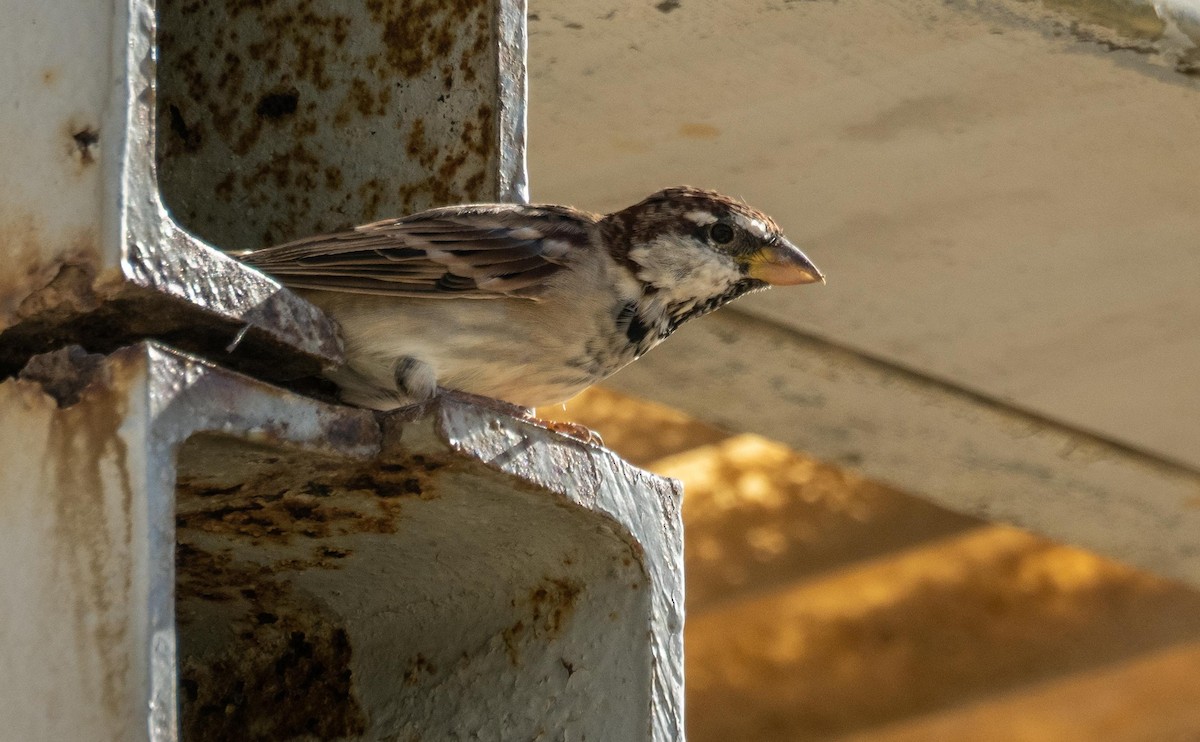 Italian Sparrow - ML646875092