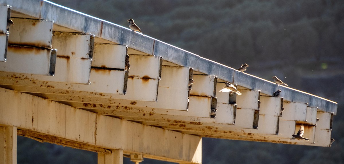 Italian Sparrow - ML646875093