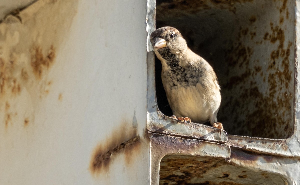 Italian Sparrow - ML646875094