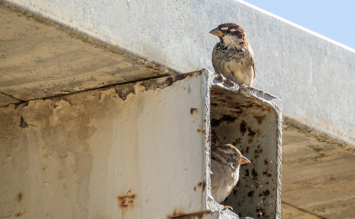Italian Sparrow - ML646875096