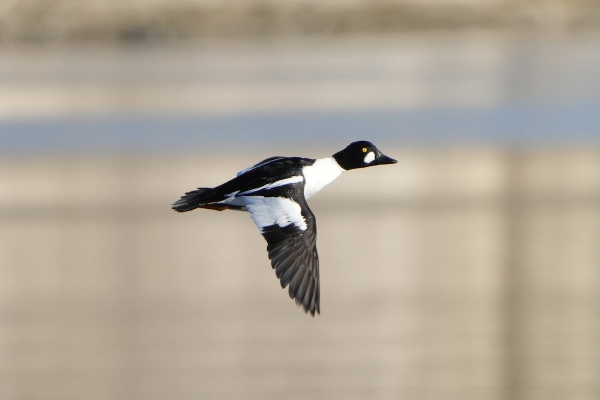 Quattrocchi - ML646875098