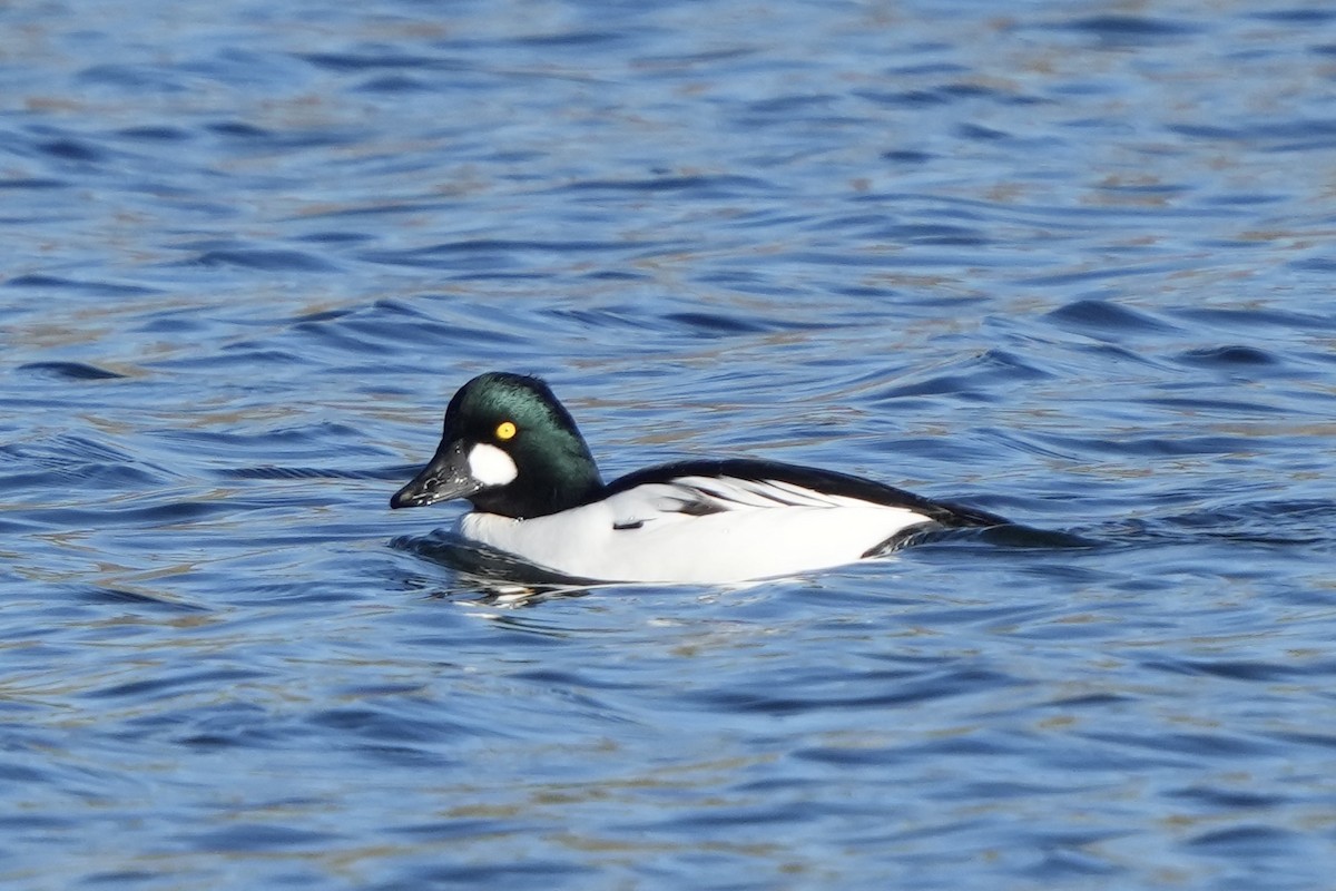 Quattrocchi - ML646875099