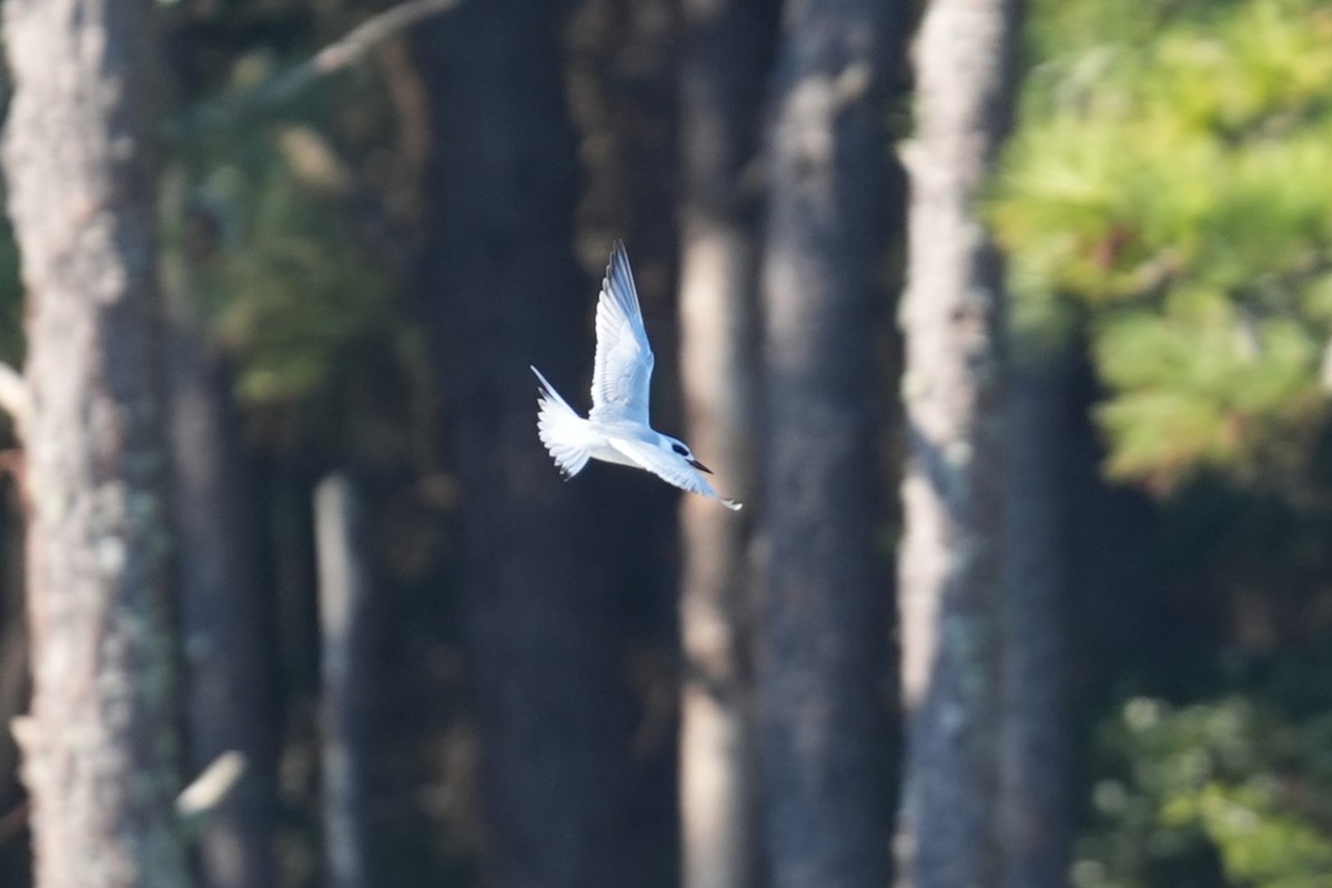 Forster's Tern - ML646875101