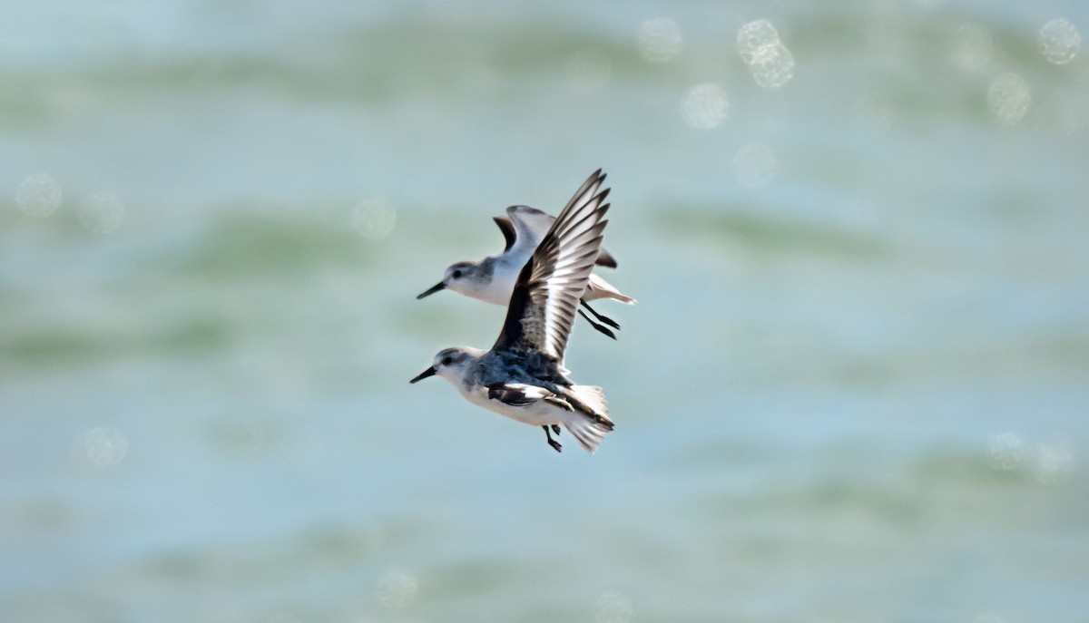 Sanderling - ML646875104