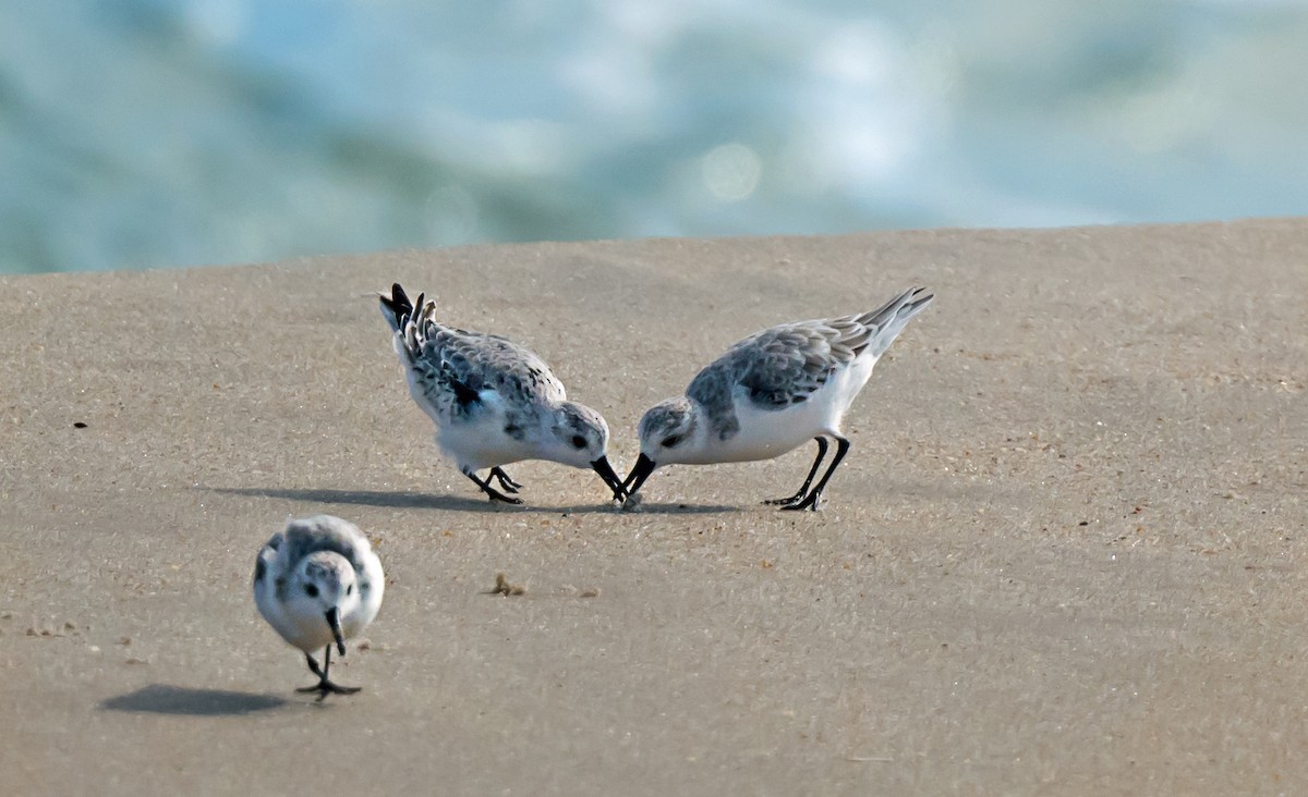 Sanderling - ML646875105
