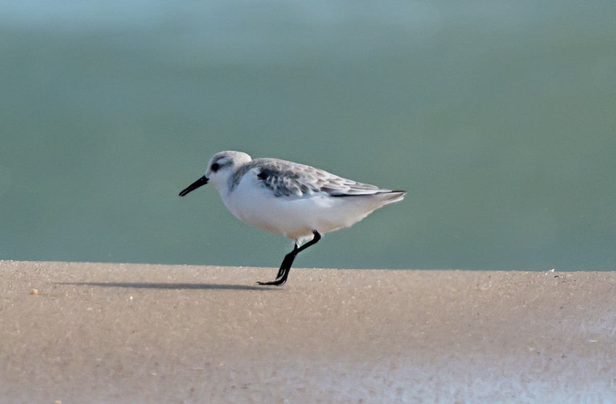 Sanderling - ML646875106