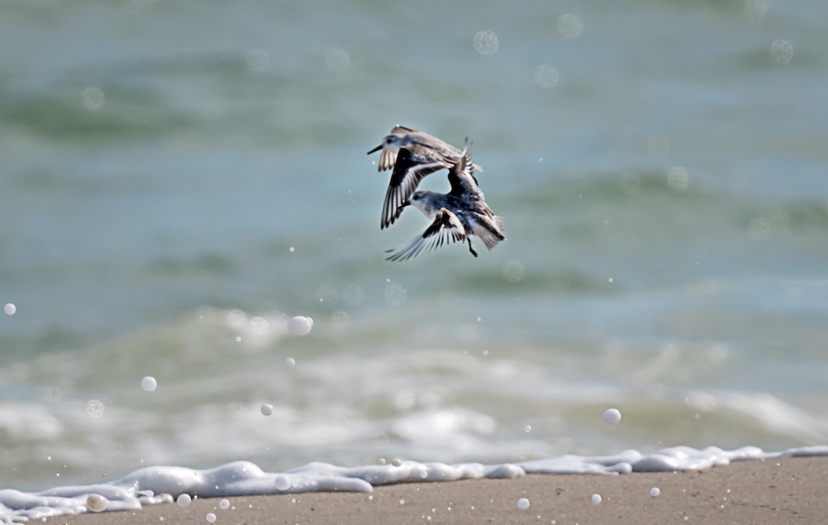 Sanderling - ML646875107