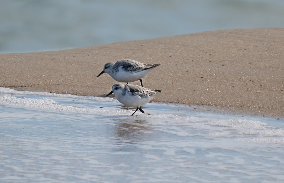 Sanderling - ML646875108