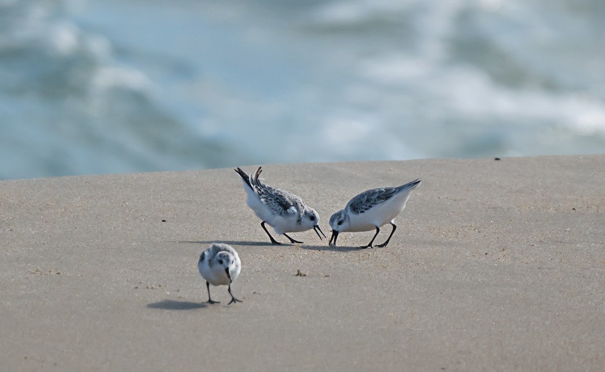 Sanderling - ML646875109