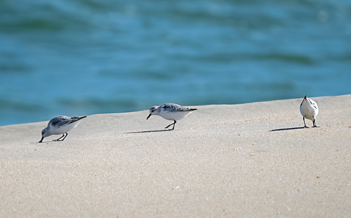 Sanderling - ML646875110