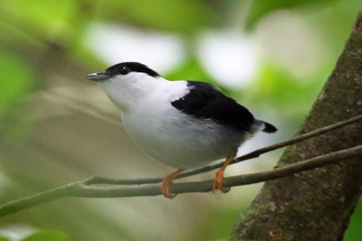 White-bearded Manakin - ML646875114