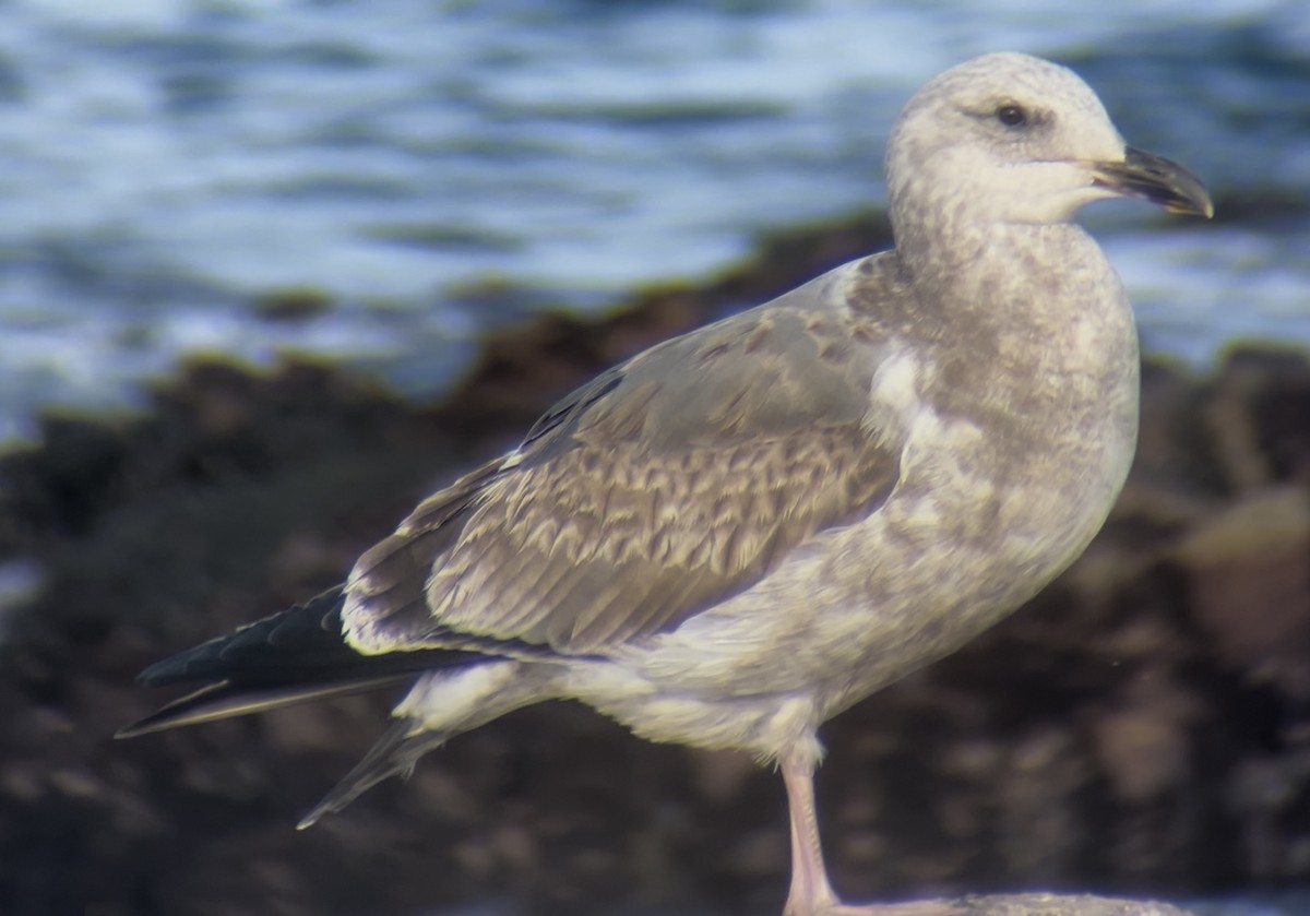 Western Gull - ML646875115