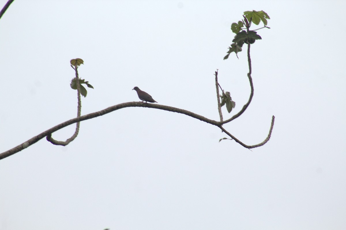 Pale-vented Pigeon - ML646875116