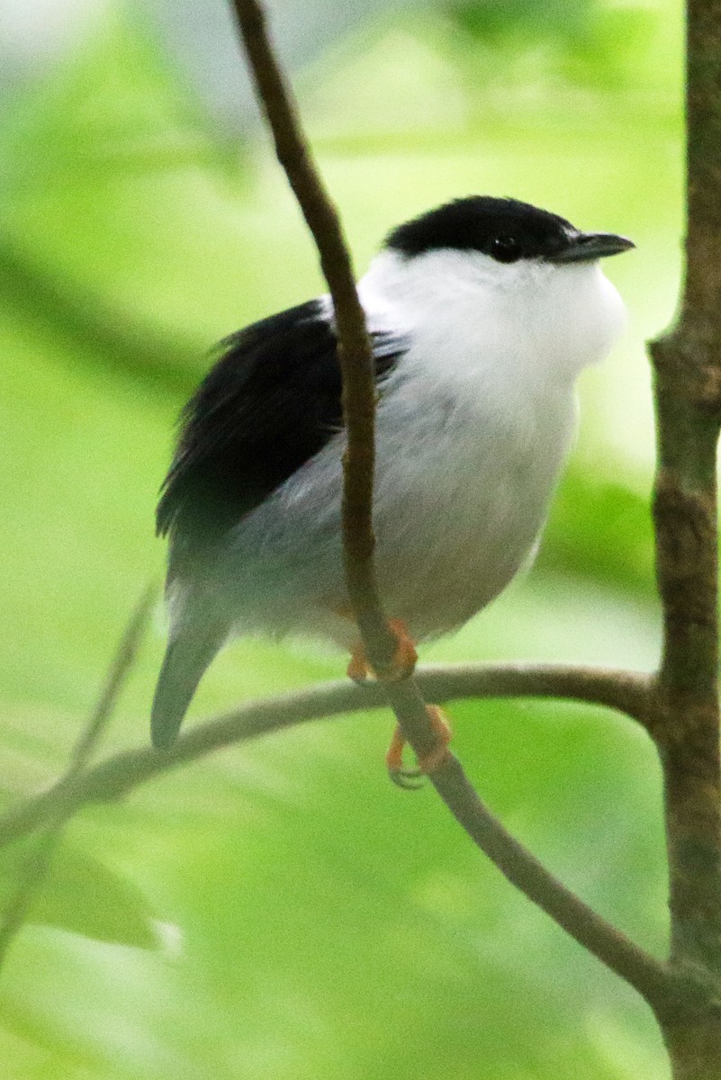White-bearded Manakin - ML646875121
