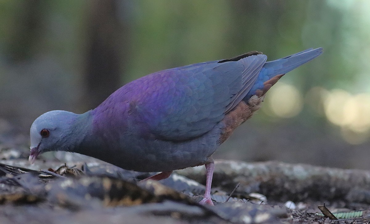 Colombe de Gundlach - ML646875123