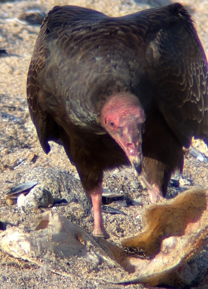 Turkey Vulture - ML646875124