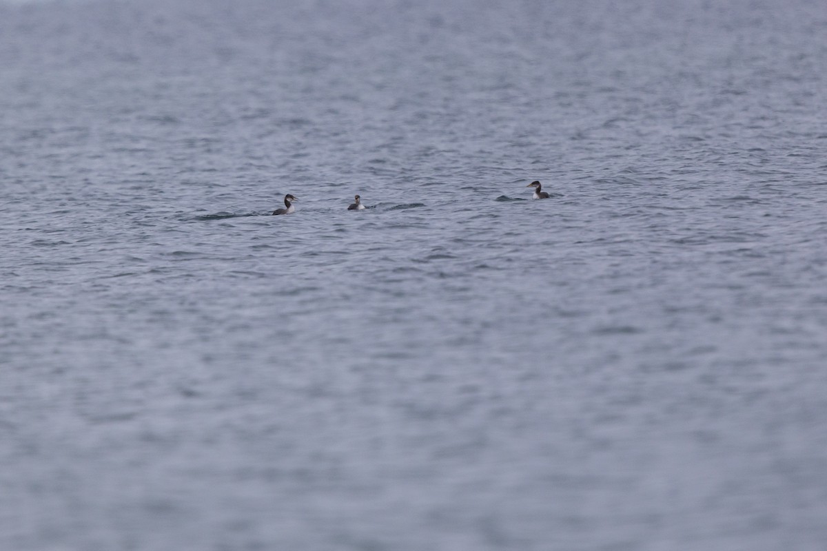 Пірникоза сірощока - ML646875129