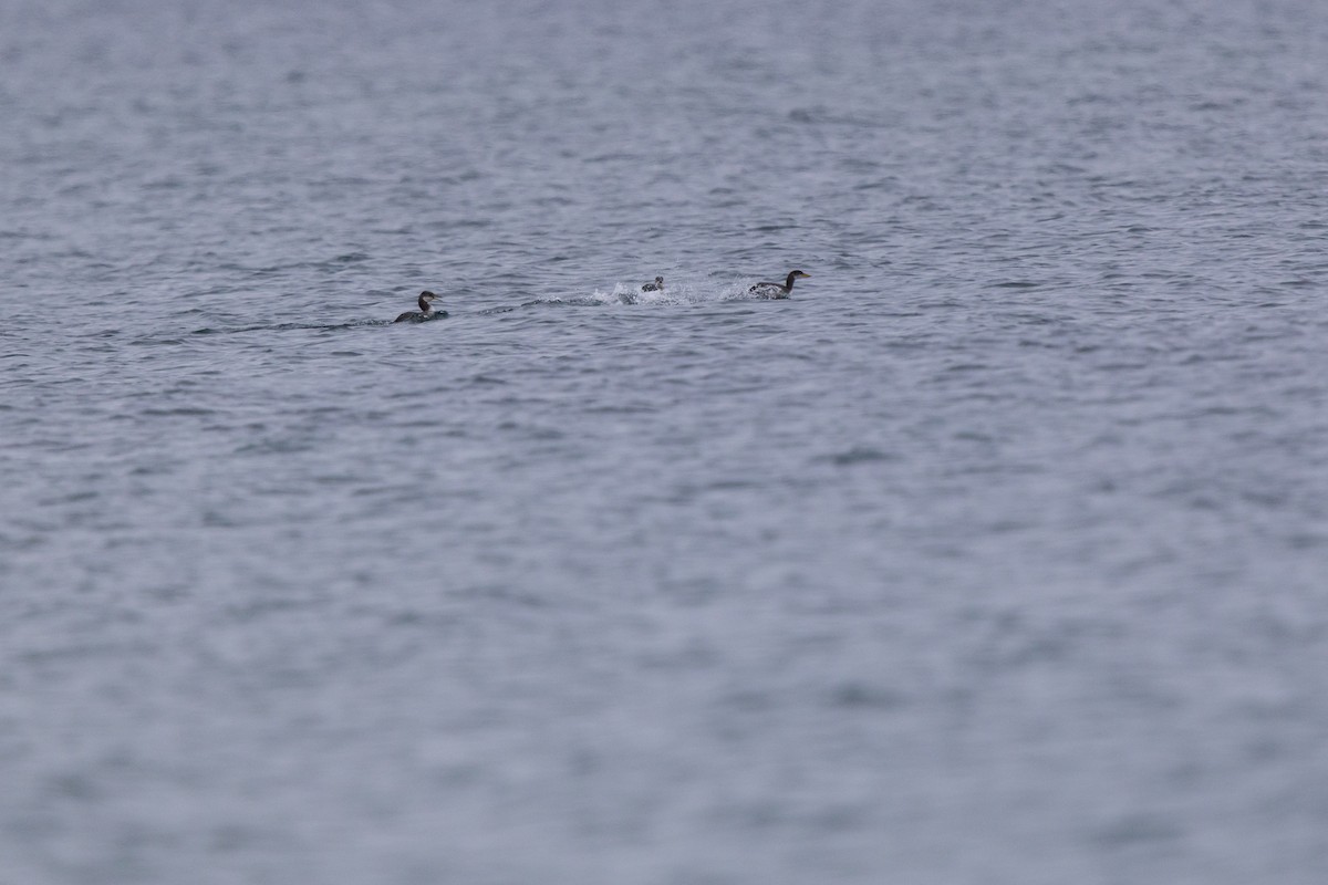 Пірникоза сірощока - ML646875130