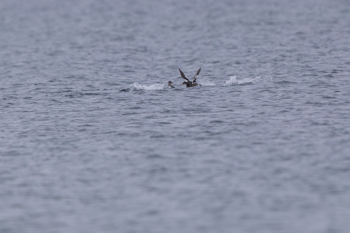 Пірникоза сірощока - ML646875131