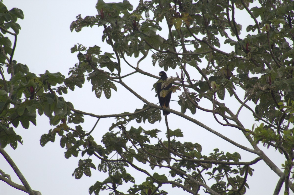 Great Black Hawk - ML646875132