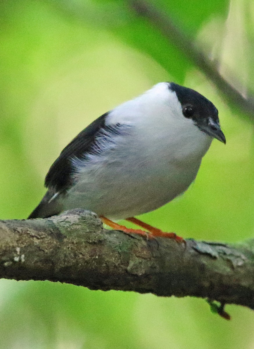 White-bearded Manakin - ML646875139