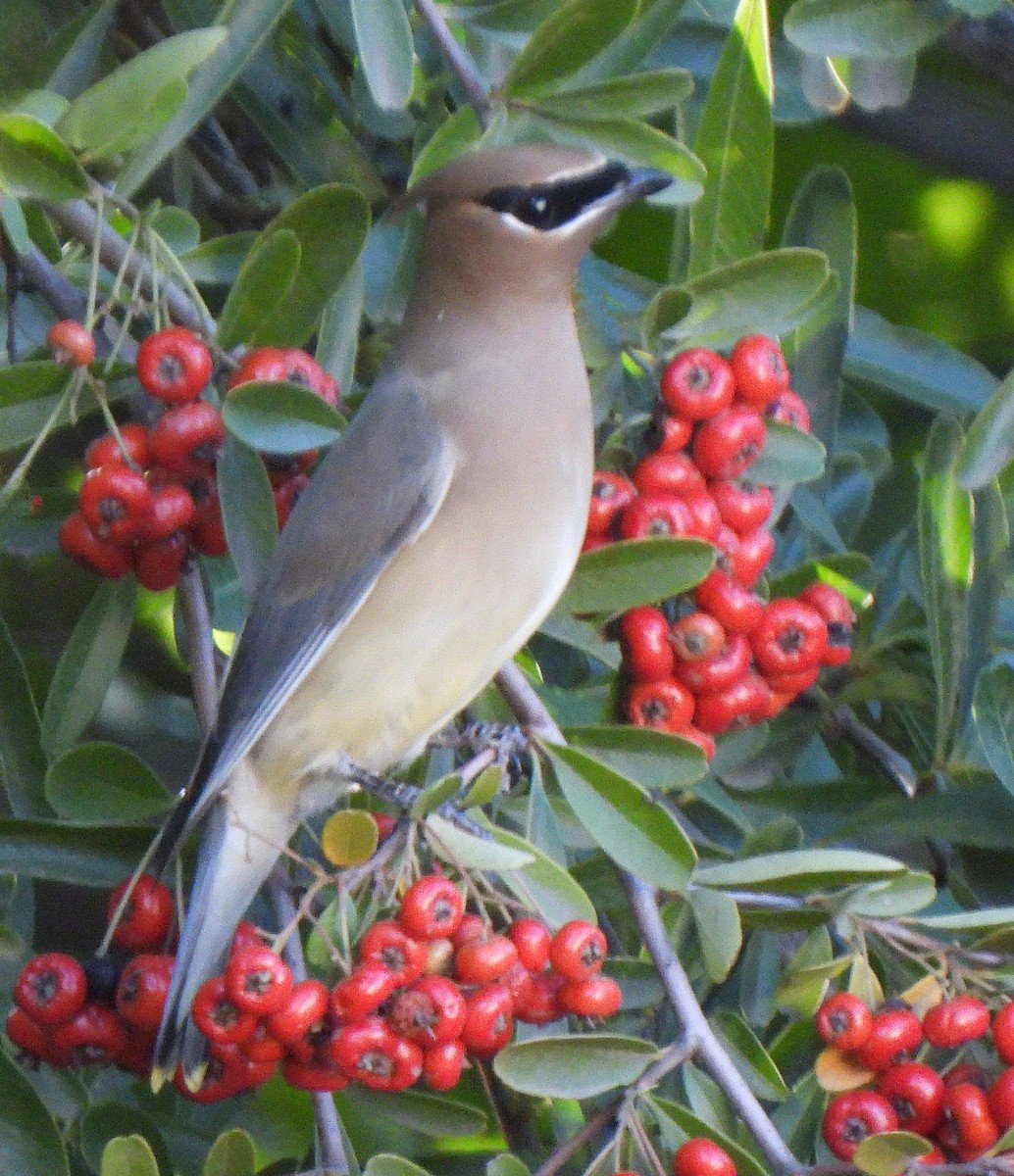 ヒメレンジャク - ML646875141