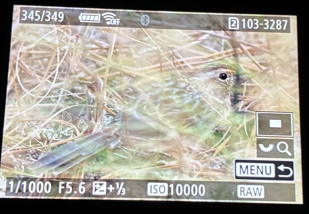 Сосновая овсянка - ML646875142