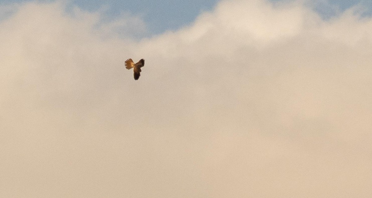 tårnfalk - ML646875145