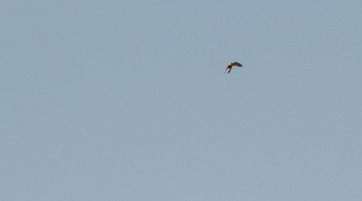 tårnfalk - ML646875146