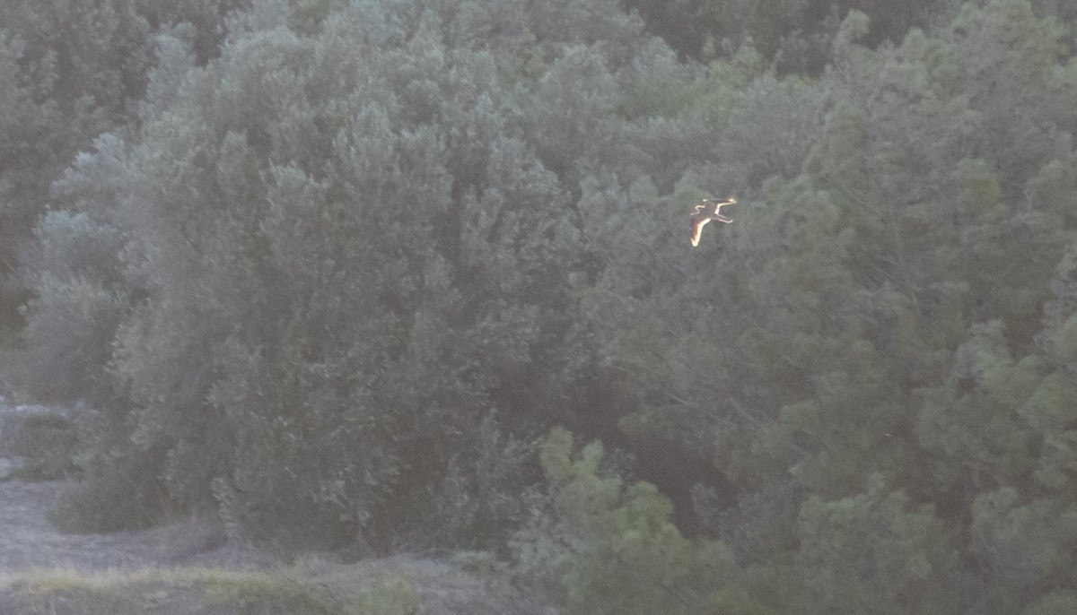 tårnfalk - ML646875147