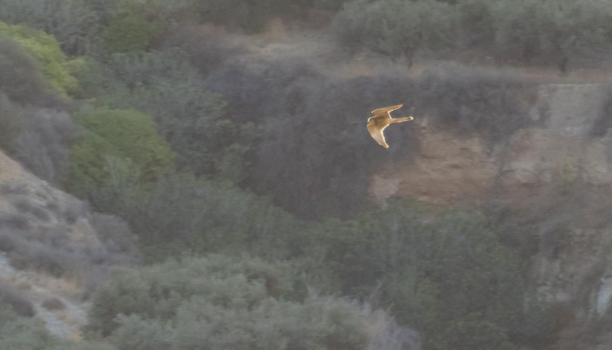 tårnfalk - ML646875148