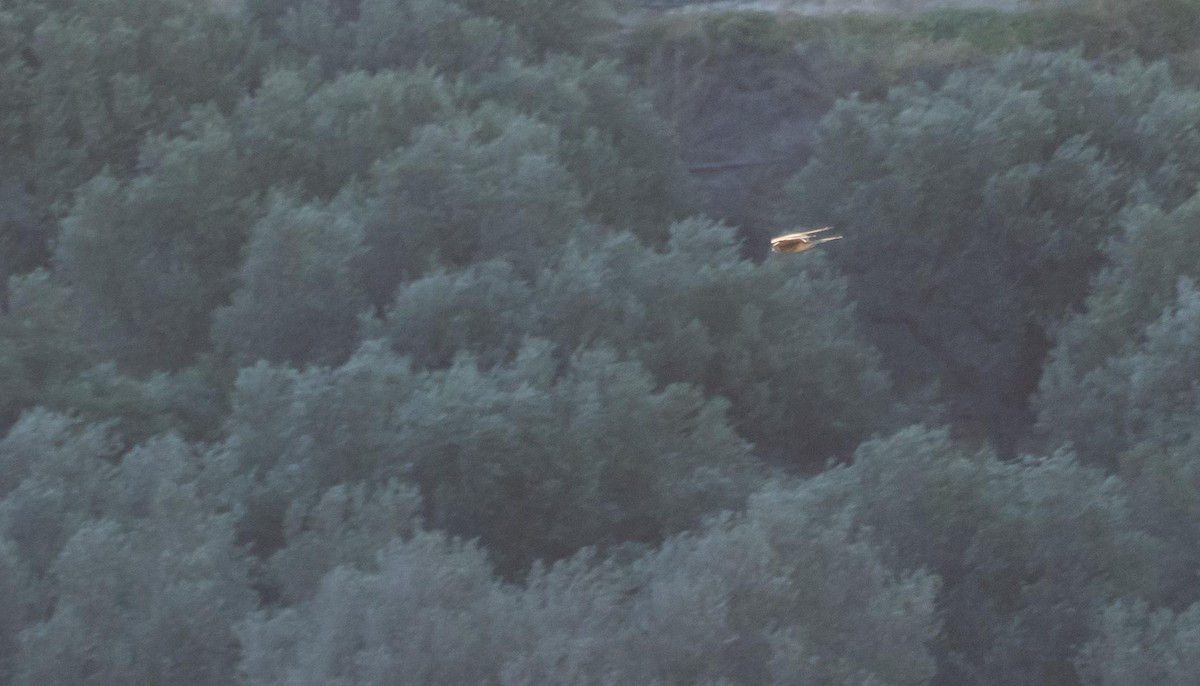 tårnfalk - ML646875149