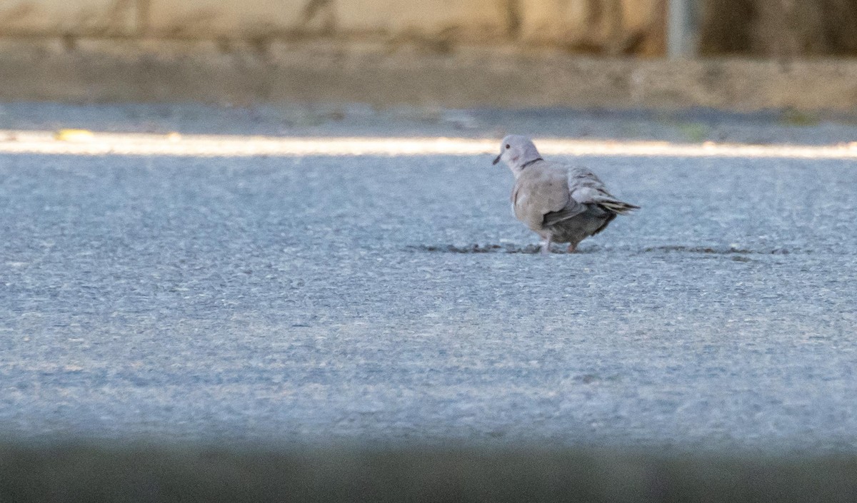 תור צווארון - ML646875156
